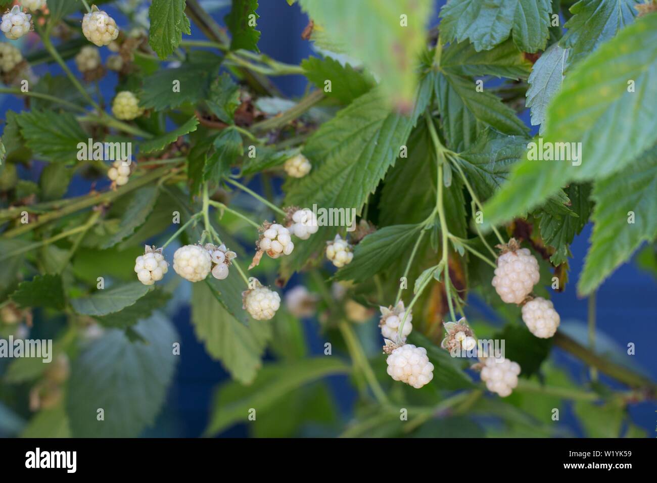 Cumulo di neve bianca impianto di blackberry, a Luther Burbank Home e giardini in Santa Rosa, CA, Stati Uniti d'America. Foto Stock