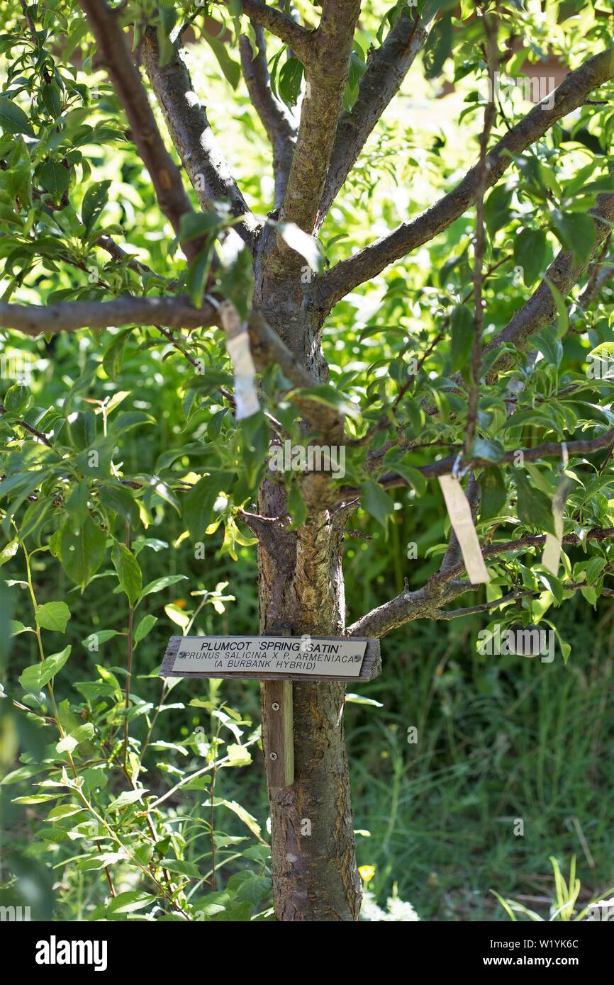 Una molla plumcot satin hybrid albero, a Luther Burbank Home e giardini in Santa Rosa, CA, Stati Uniti d'America. Foto Stock