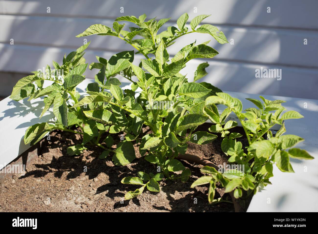 Un display di un 'Burbank Potato' impianto a Luther Burbank Home e giardini in Santa Rosa, CA, Stati Uniti d'America. Foto Stock