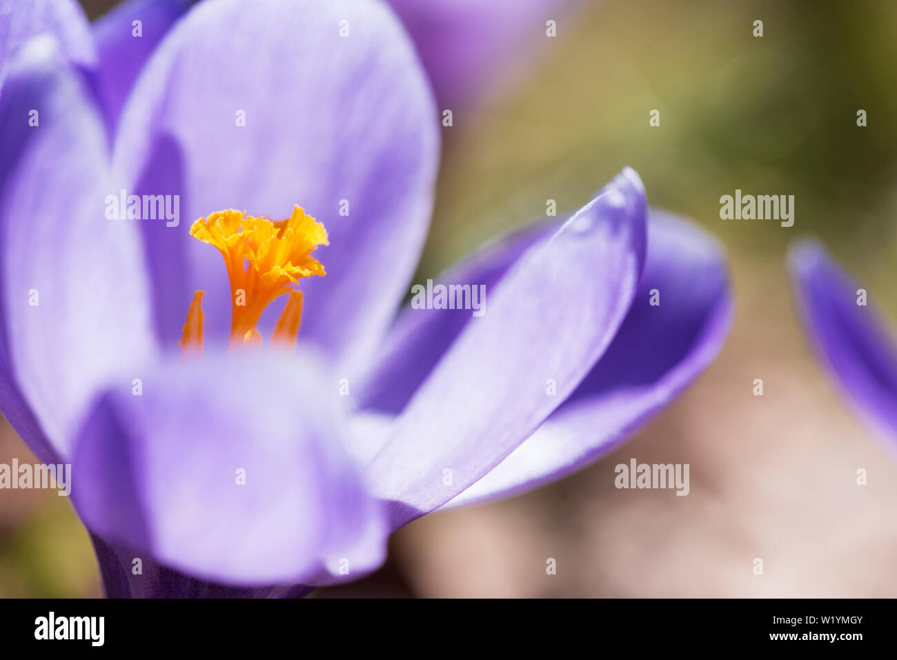 La molla di crochi mostra pistillo e stami Foto Stock