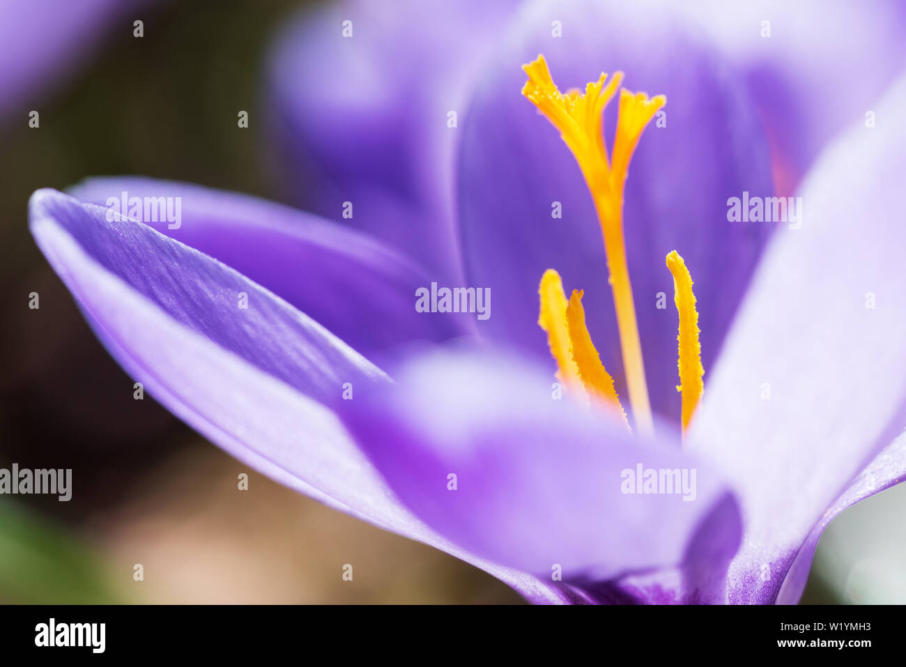 La molla di crochi mostra pistillo e stami Foto Stock