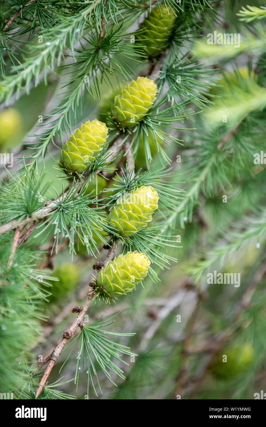 Testa di seme del larice europeo Larix decidua, Foto Stock
