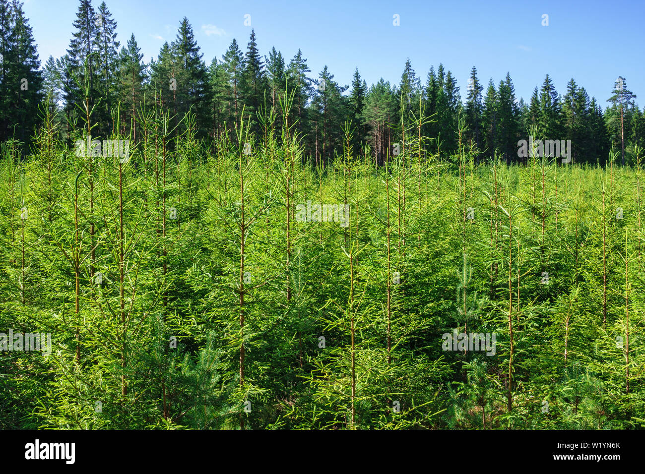 La piantagione di abete rosso in un bosco in estate Foto Stock