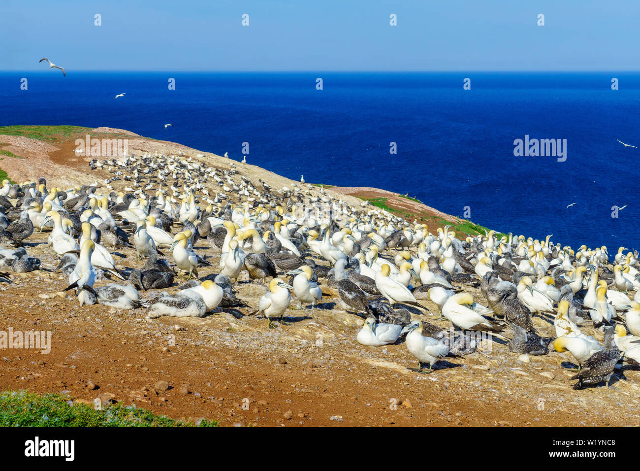 Colonia di uccelli Gannett nell'isola di Bonaventura, vicino Perce, sulla punta della penisola di Gaspe, Quebec, Canada Foto Stock