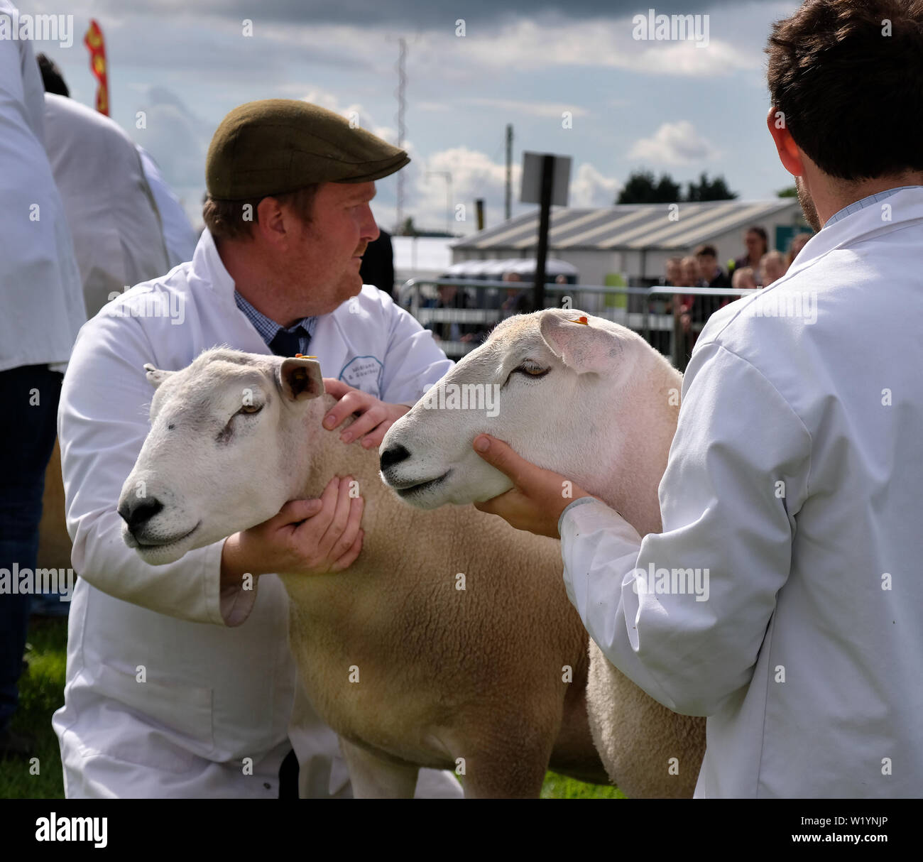 Champion pecore pronto per giudicare a spettacolo agricolo. Foto Stock