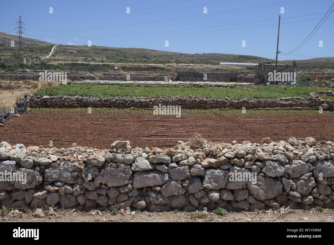 Tipico paesaggio agricolo con la piccola agricoltura dei campi tra calcare i muri a secco a Malta Foto Stock