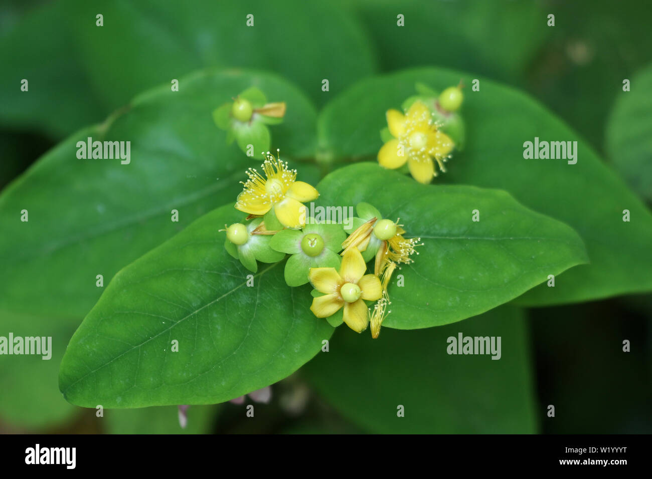 Hypericum androsaemum (Tutsan) Foto Stock