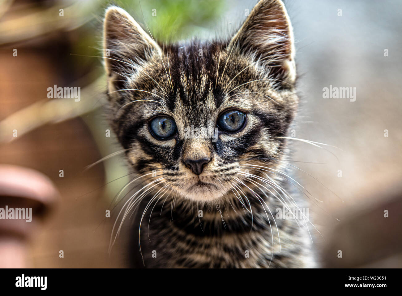 Giovani giocoso tabby cat Foto Stock