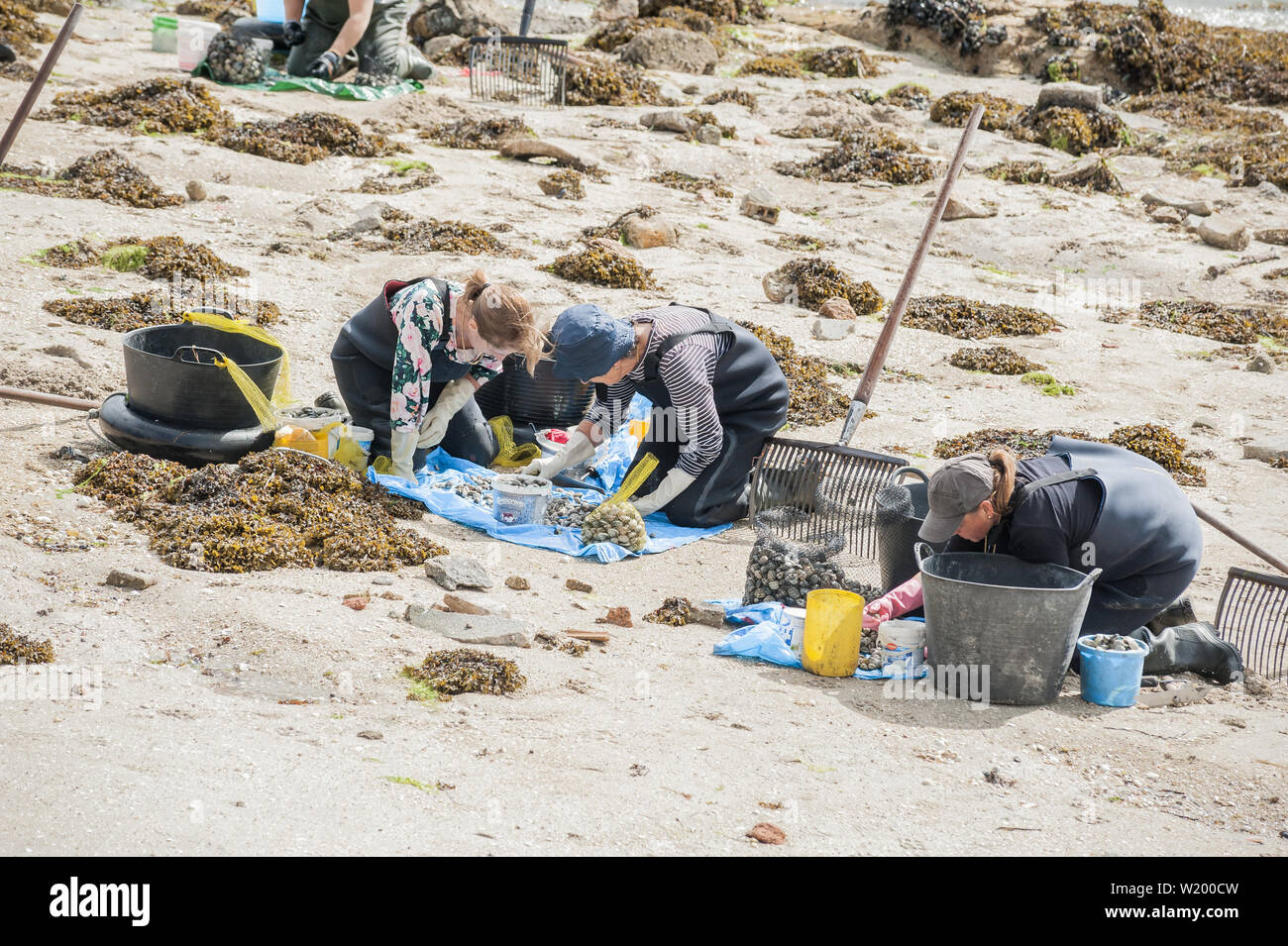 Donne shellfishers, pesce asilo, per la raccolta di frutti di mare, a O Grove, Pontevedra, Spagna Foto Stock