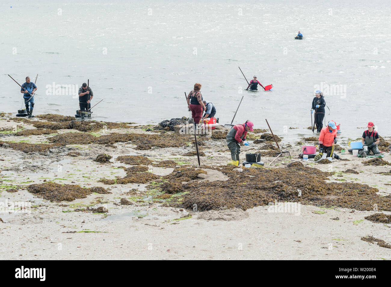 Donne e uomini shellfishers, pesce asilo, per la raccolta di frutti di mare, a O Grove, Pontevedra, Spagna Foto Stock