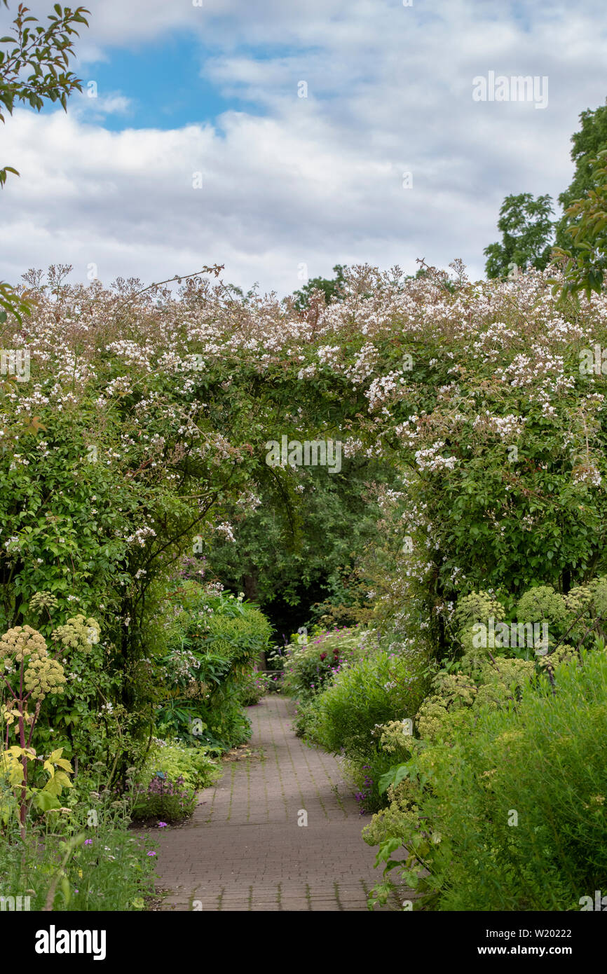 Rosa mulliganii. Mulligan rose su archway nel giardino cottage a RHS Wisley Gardens, Surrey, Inghilterra Foto Stock