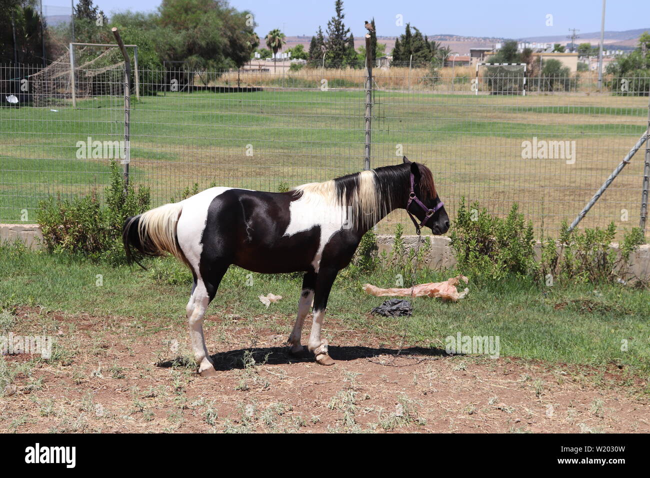Cavallo Foto Stock