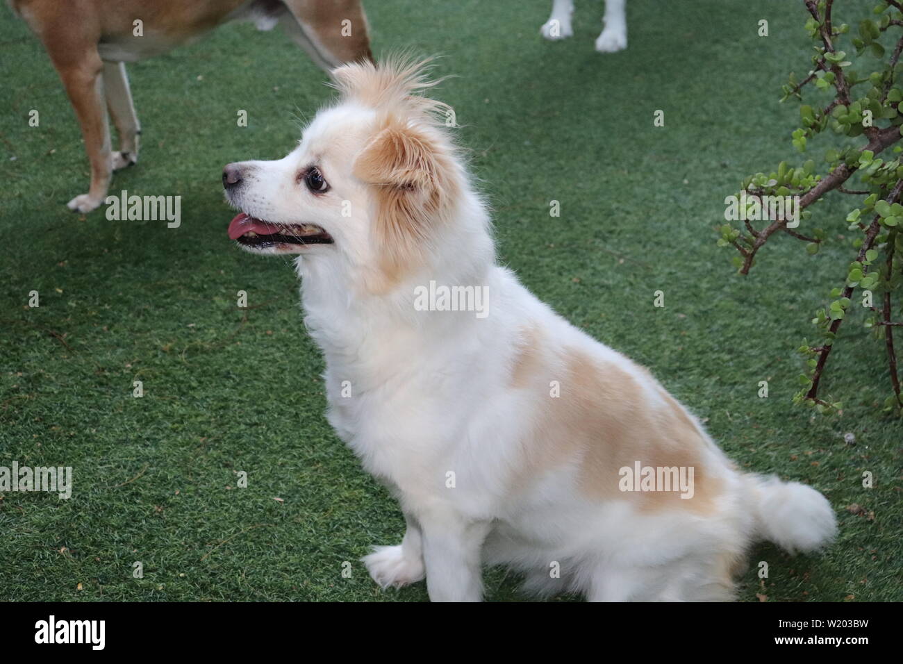 Cani nella nostra vita Foto Stock