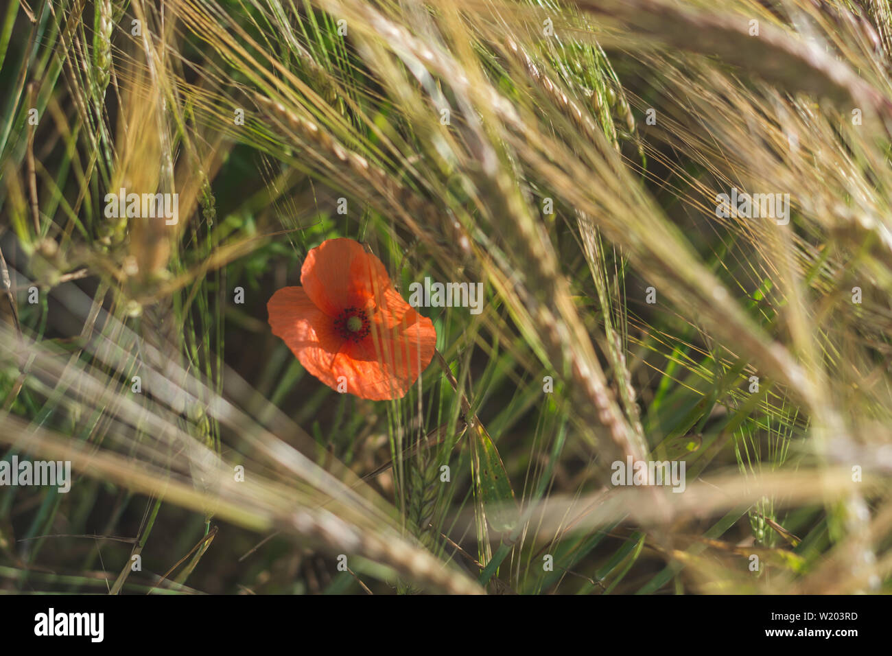 Piccolo papavero rosso fiore in erba alta Foto Stock