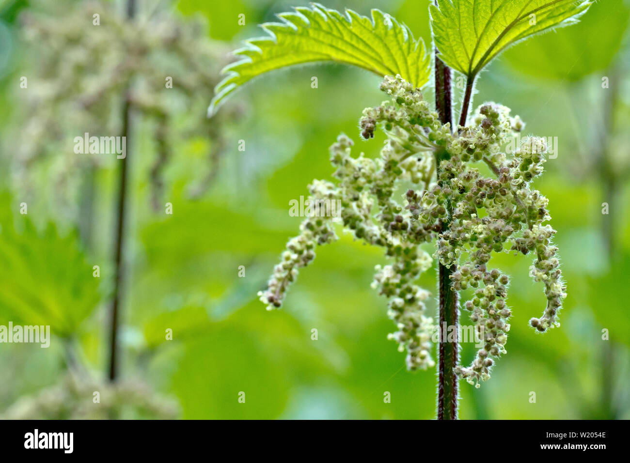Il bruciore o comuni o ortica (Urtica dioica), close up dei cluster di minuscoli fiori la pianta produce. Foto Stock