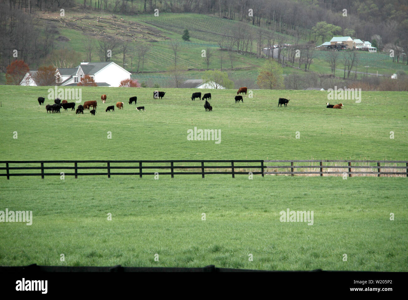 Le mucche al pascolo su campo recintato in Pennsylvania rurale, STATI UNITI D'AMERICA. La molla del paesaggio. Foto Stock