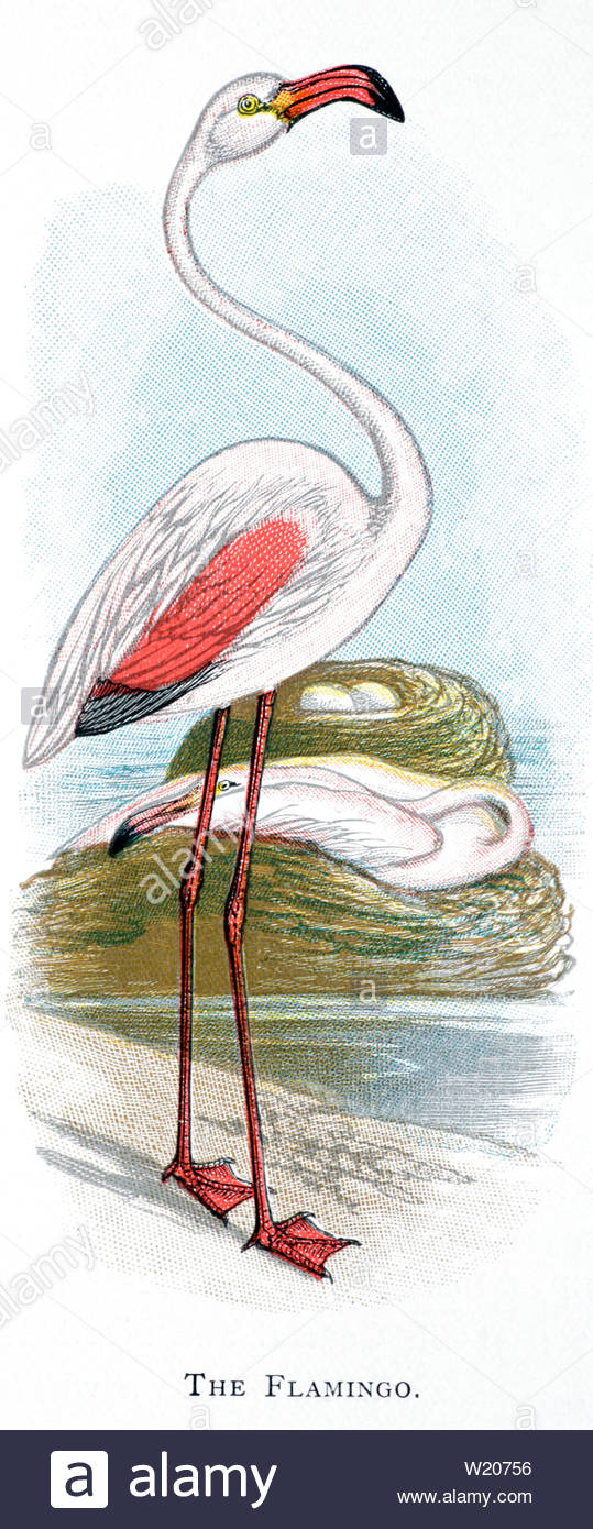 Flamingo comune (Phoenicopterus roseus), Illustrazione vintage pubblicato in 1898 Foto Stock