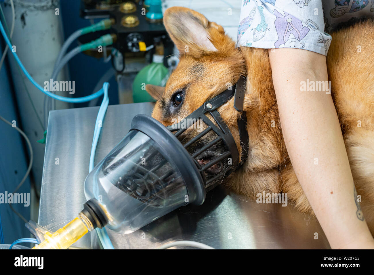 Preoxygenation in un sedati pastore tedesco con un muso prima di intubazione Foto Stock