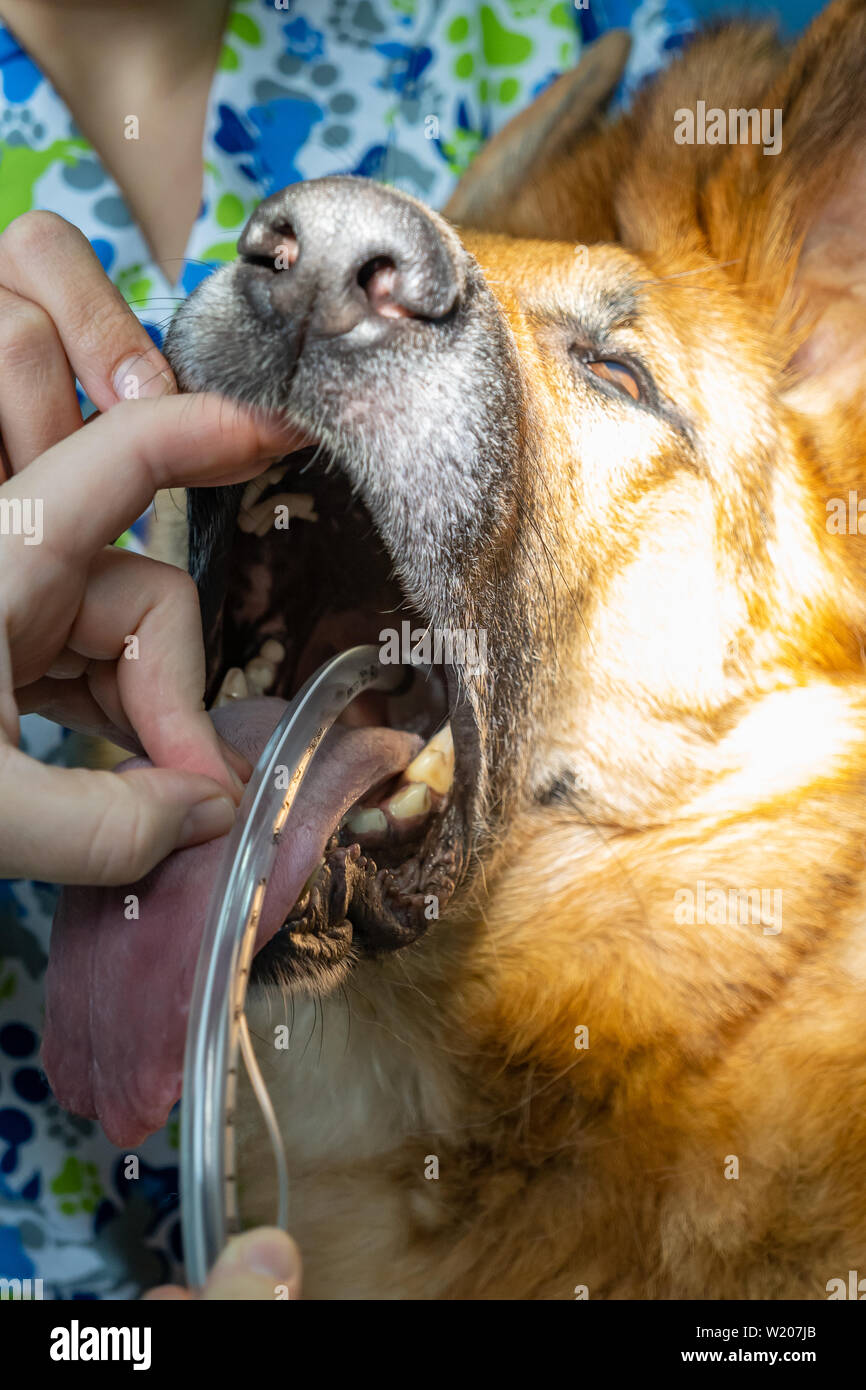 Intubazione endotracheale in un anestetico cane prima di un intervento chirurgico Foto Stock