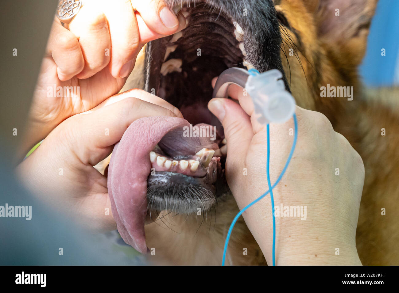 Intubazione endotracheale in un anestetico cane prima di un intervento chirurgico Foto Stock