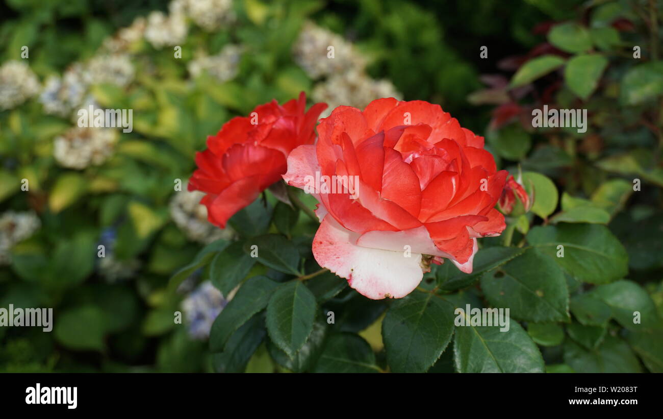 Rosso Bianco bocciolo di rosa close up Foto Stock