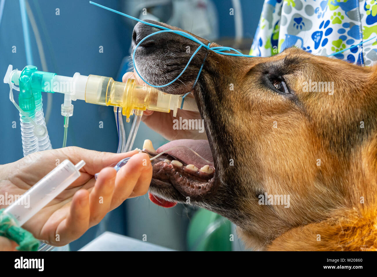 Intubazione endotracheale in un anestetico cane prima di un intervento chirurgico Foto Stock