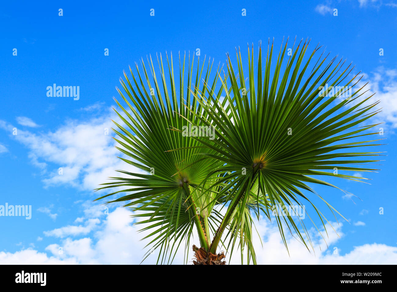 Il pittoresco delle foglie di un bellissimo albero di palme sulla spiaggia di un resort tropicale contro il cielo. Foto Stock