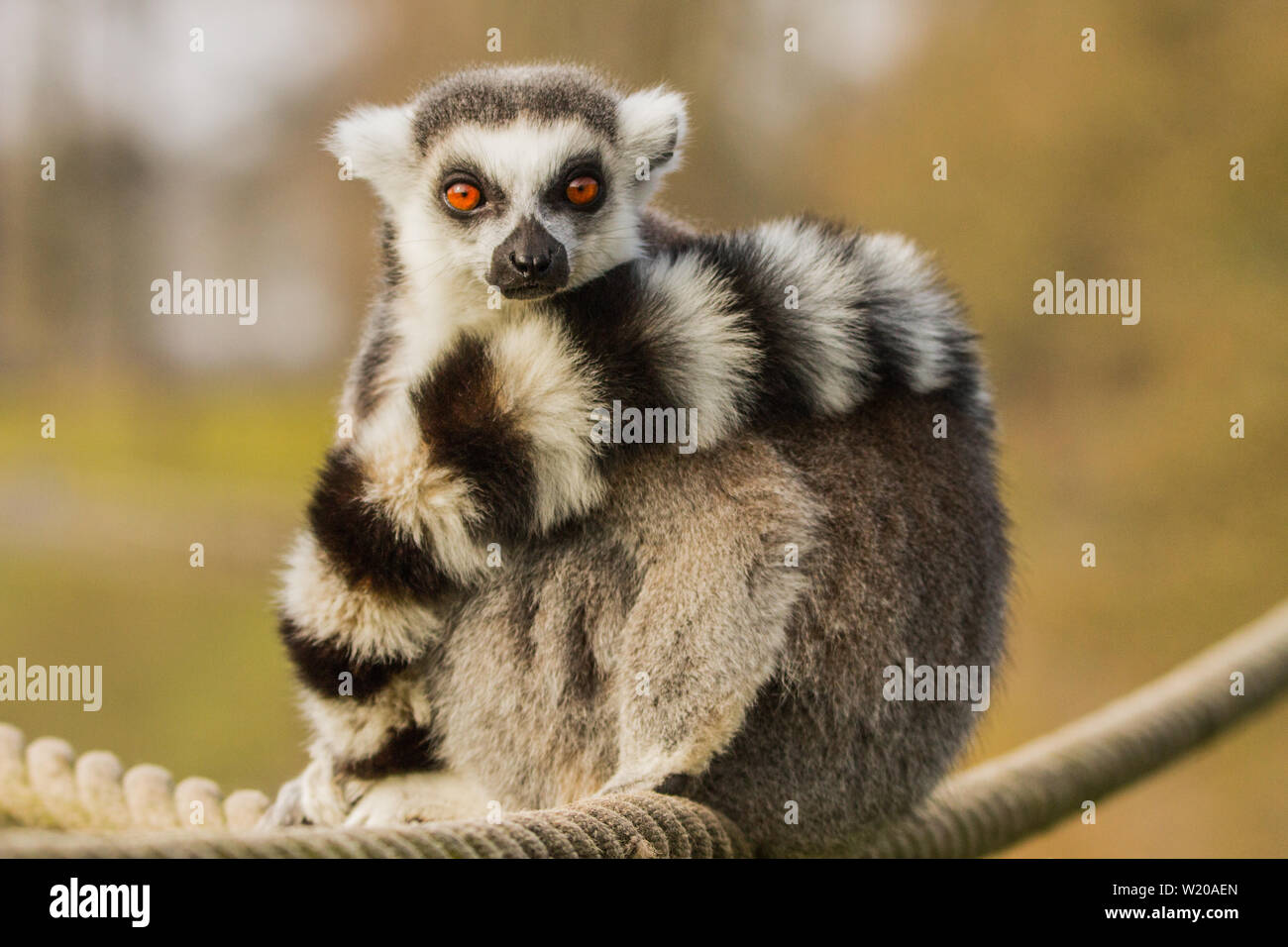 Anello lemure codato, lemur a longleat safari park, godendo il sole in primavera Foto Stock