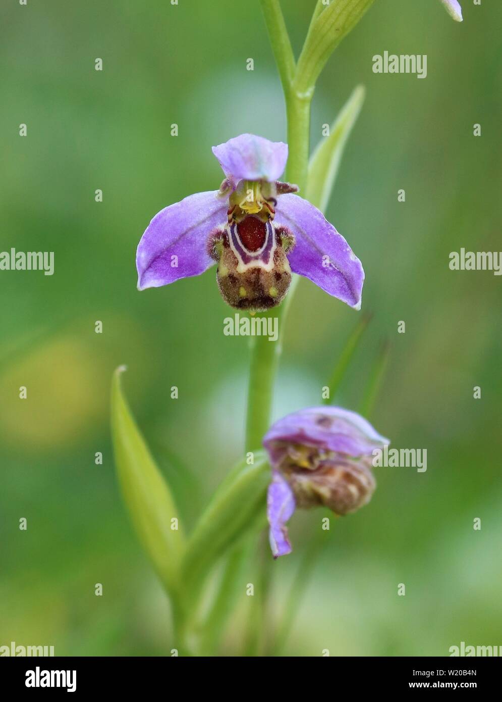 Orchidea di ape Foto Stock