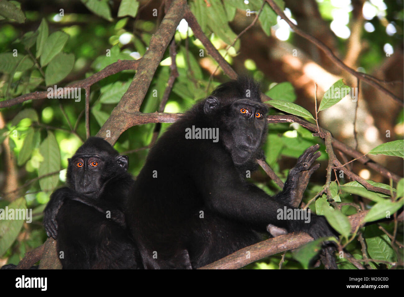 Humanlike Celebes Crested macachi cercano nella fotocamera, seduti su alberi nella giungla di Sulawesi, Indonesia. Foto Stock