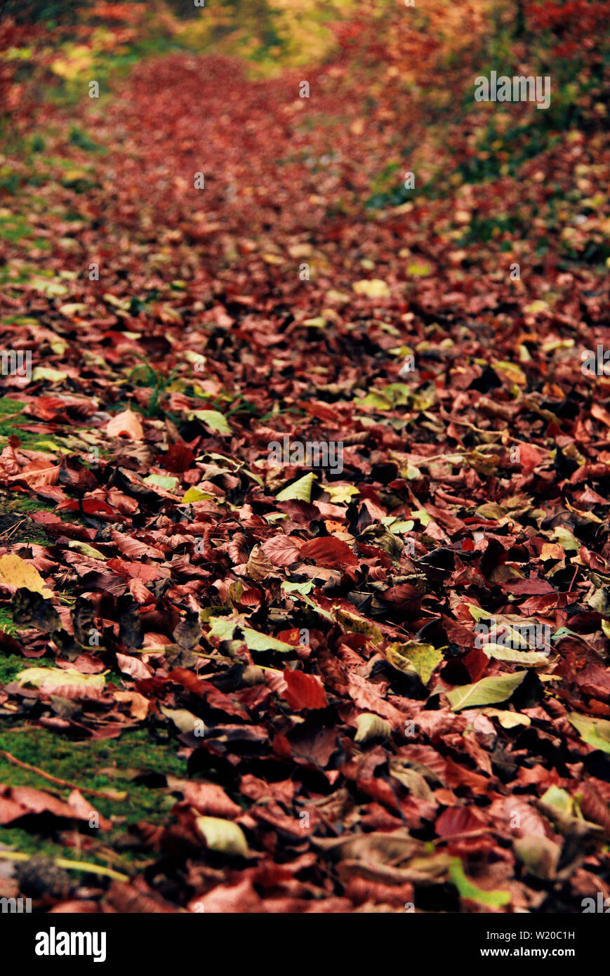 Rosso, arancione lascia sul terreno in autunno in Germania. Foto Stock