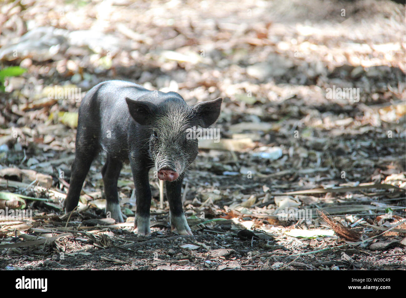 Poco di maiale giovane con i capelli bianchi sulla fronte in Flores, Indonesia. Foto Stock