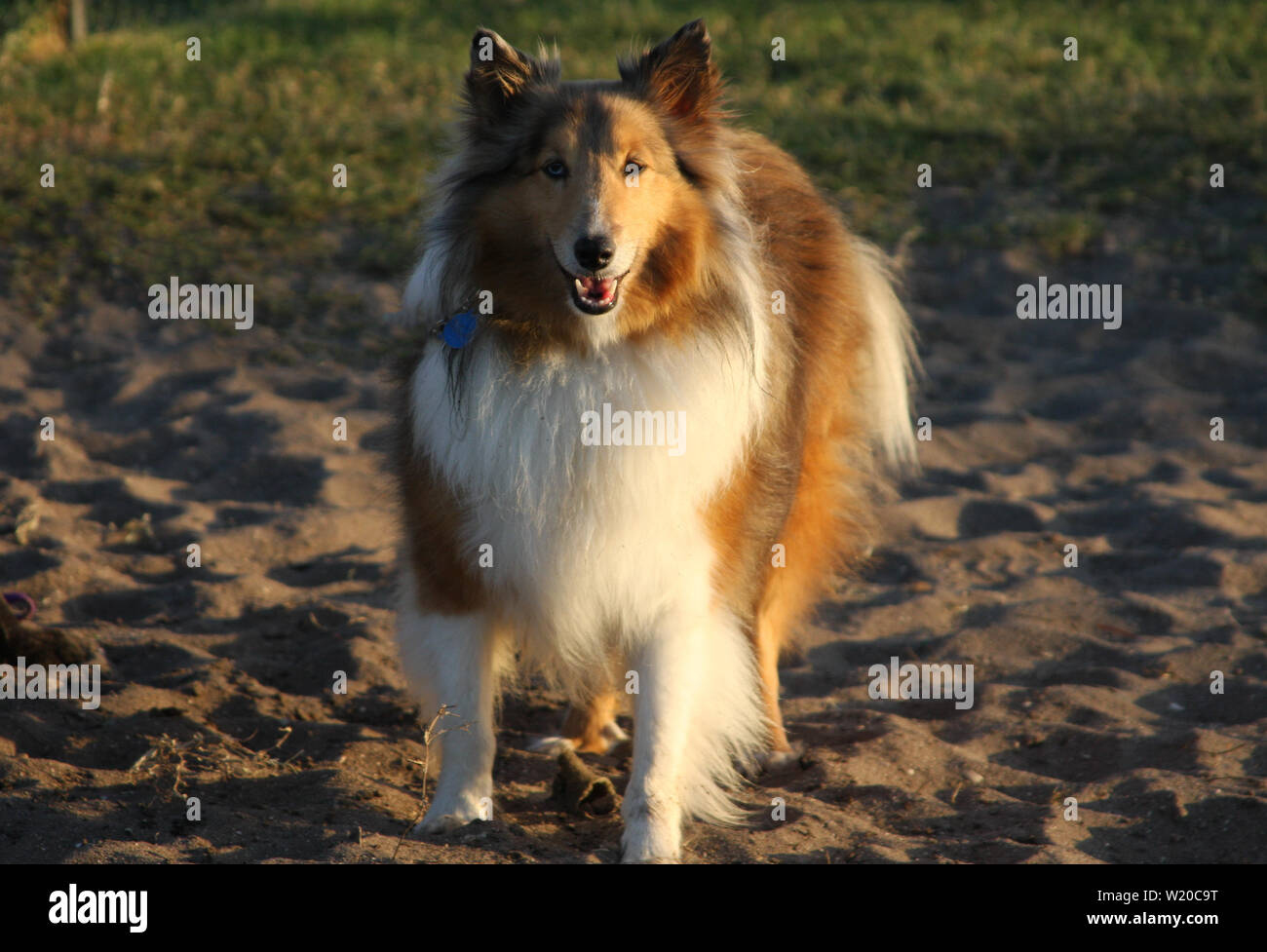 Un Shetland Sheepdog o Sheltie, godendo una giornata di sole al parco del cane. Foto Stock