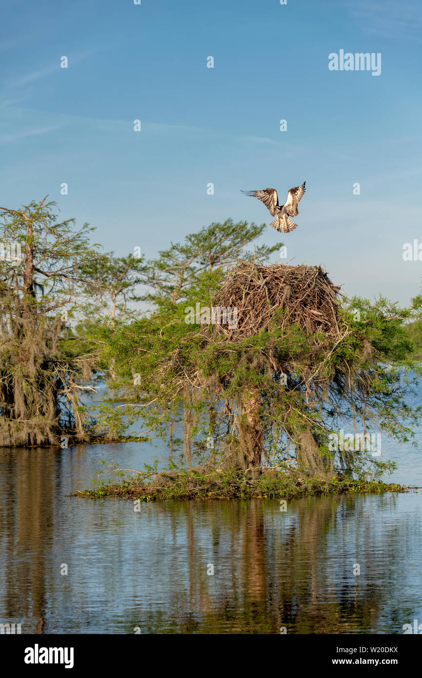 Osprey atterraggio sul suo nido sulla cima di un cipresso Foto Stock