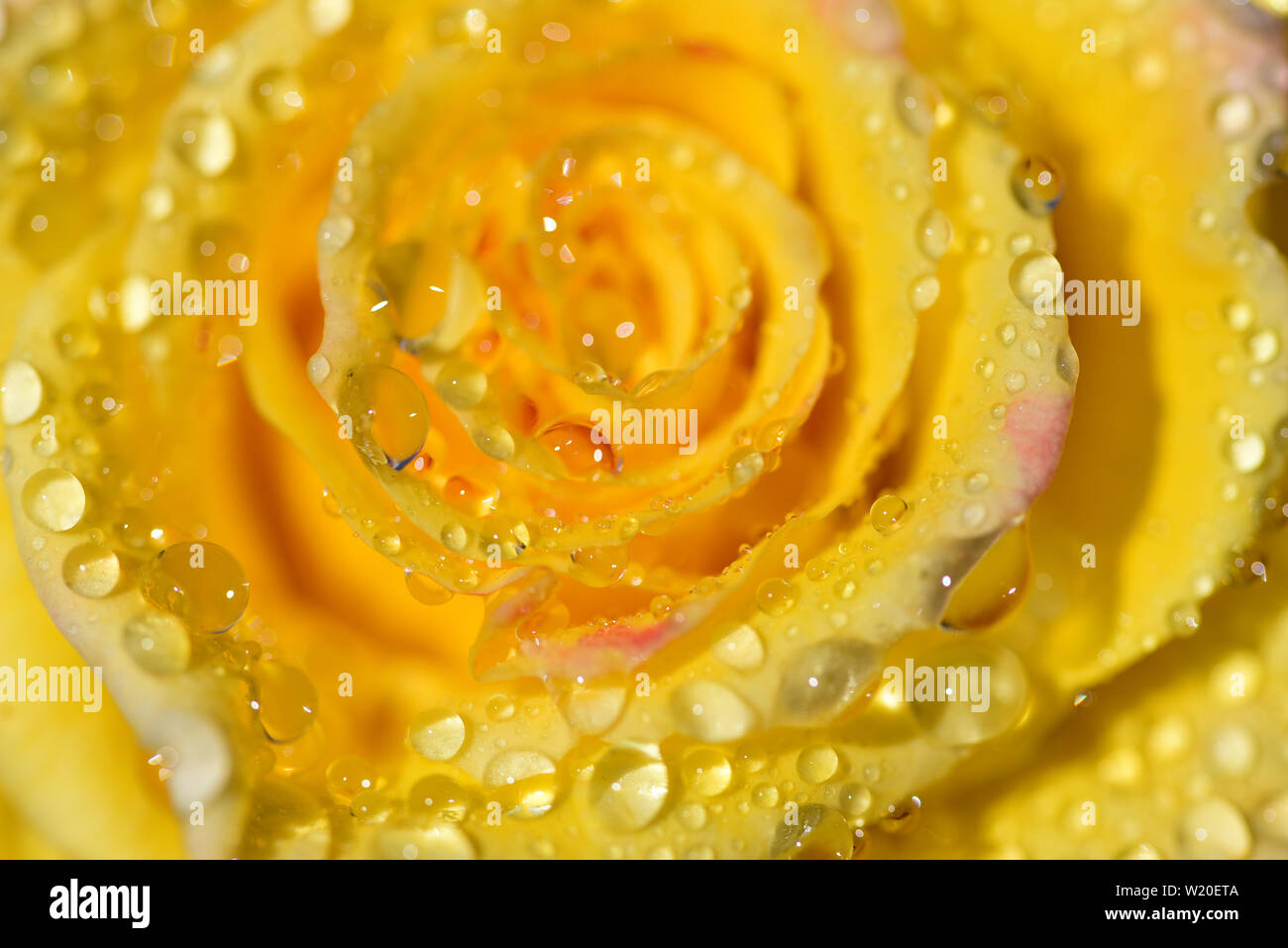 Primo piano di un giallo rosa fresca con gocce sulla petali Foto Stock