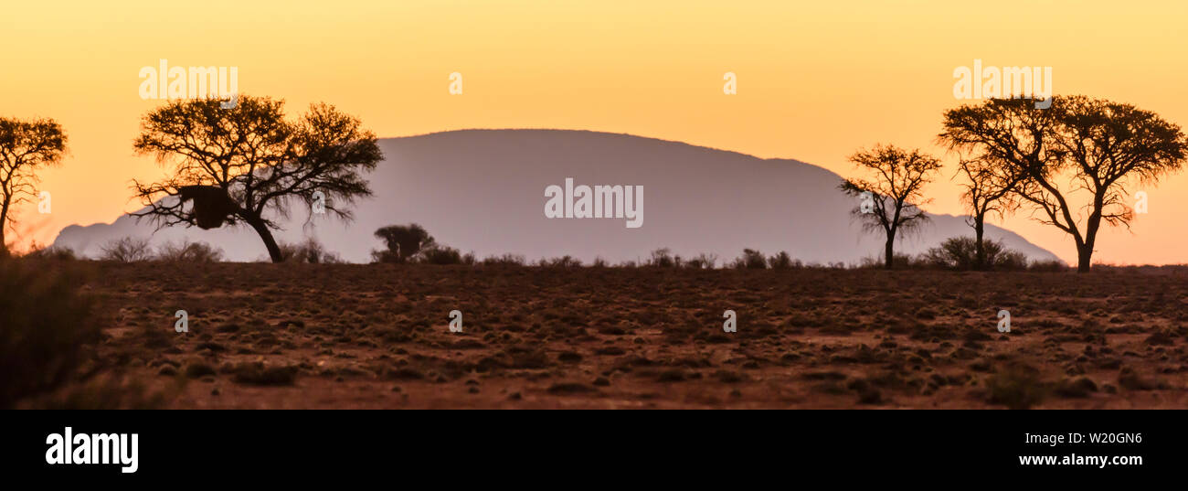 Tramonto su alberi, Namib Desert, Namibia. Foto Stock