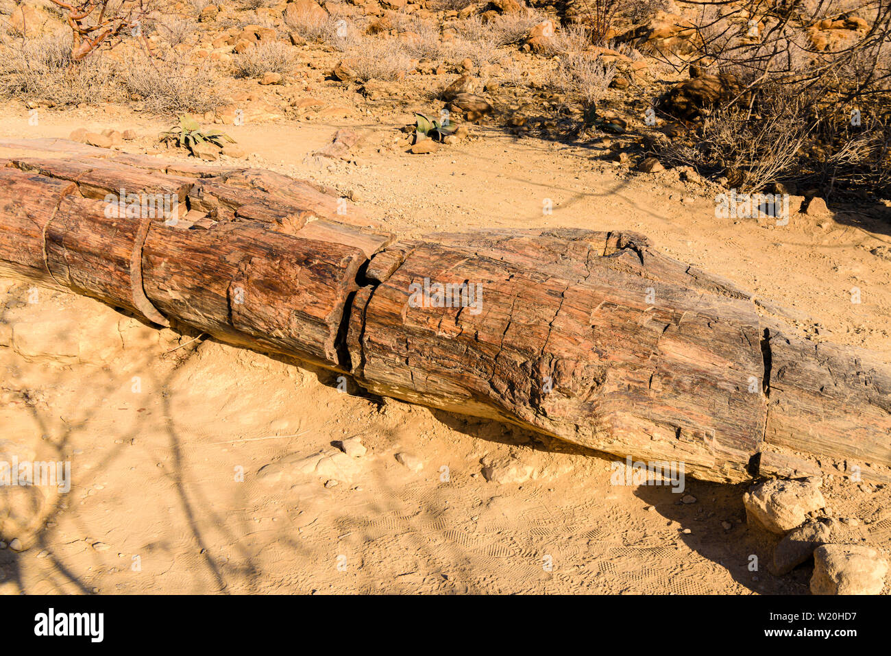 Fossilizzato tronco di albero alla Foresta Pietrificata, Twyfelfontein, Namibia Foto Stock