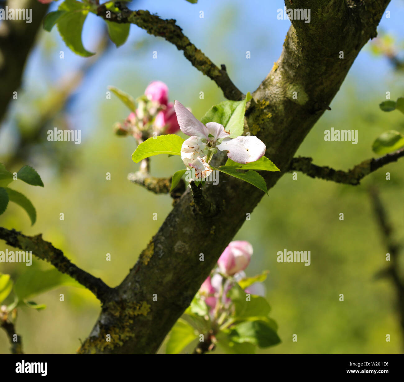 Close up della Comunità crab apple (Malus sylvestris) tree flower, fioritura in primavera Foto Stock