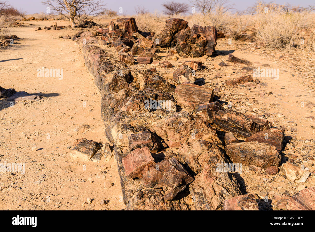 Fossilizzato tronco di albero alla Foresta Pietrificata, Twyfelfontein, Namibia Foto Stock