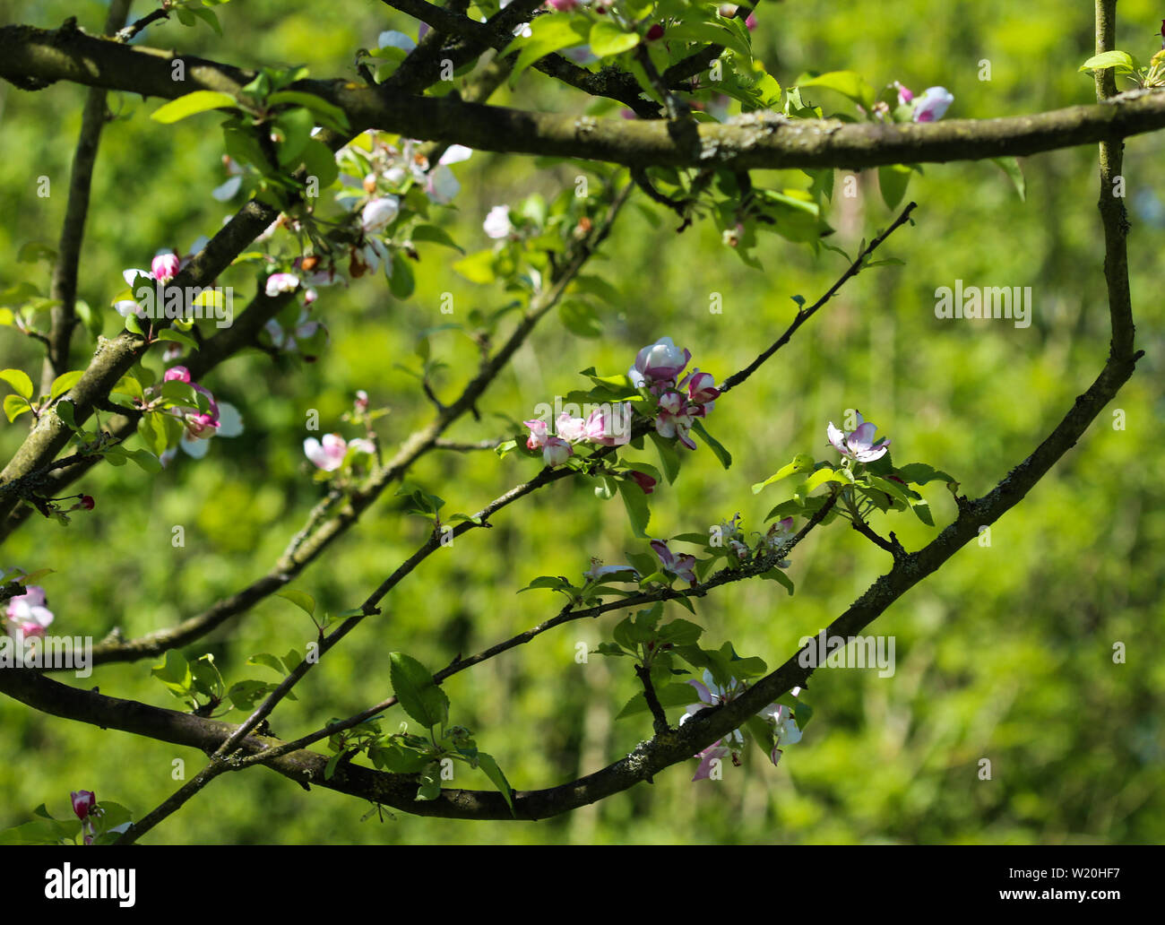 Close up della Comunità crab apple (Malus sylvestris) tree flower, fioritura in primavera Foto Stock
