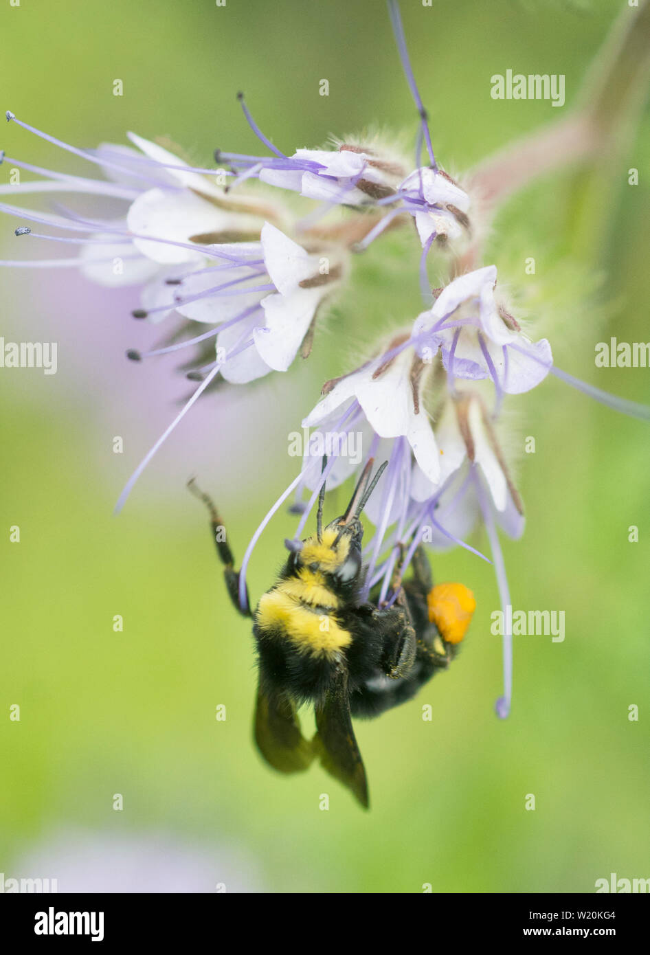 Giallo-di fronte Bumble Bee (Bombus vosnesenskii) rovistando nel fiore di Lacy Phacelia (Phacelia tanacetifolia) Seattle Foto Stock