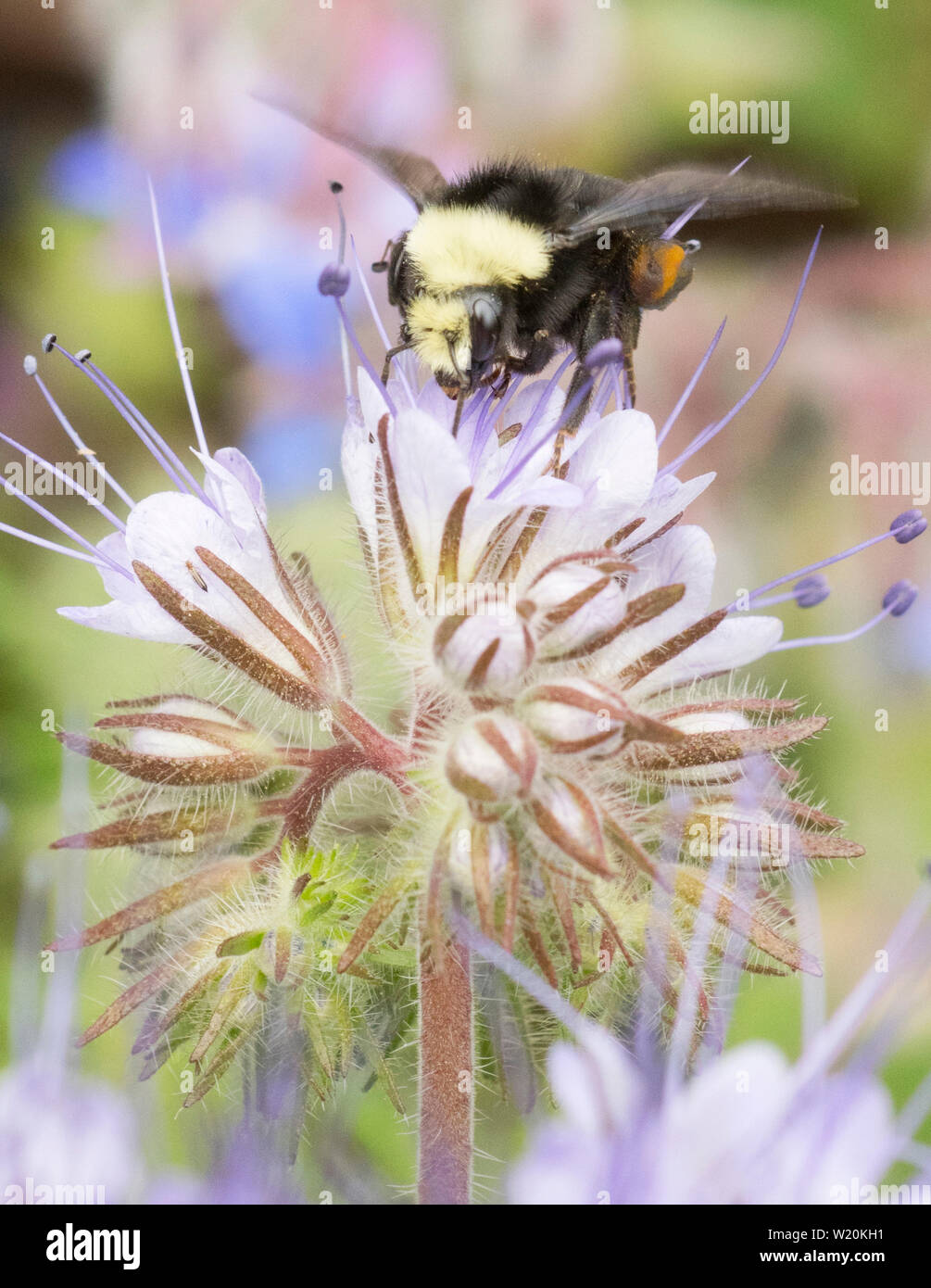 Giallo-di fronte Bumble Bee (Bombus vosnesenskii) rovistando nel fiore di Lacy Phacelia (Phacelia tanacetifolia) Seattle Foto Stock