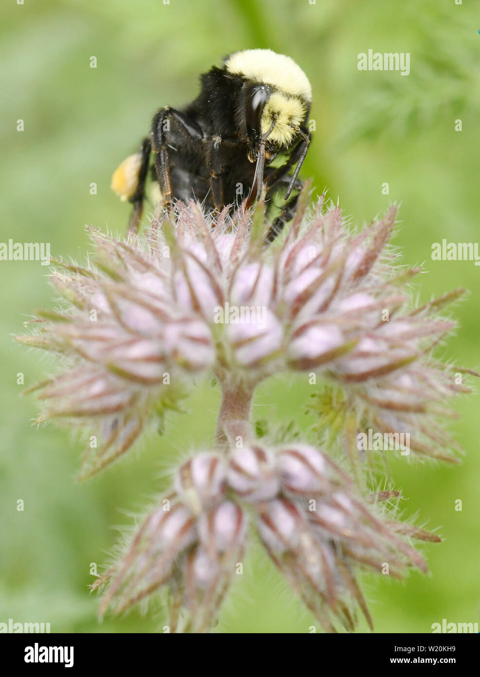 Giallo-di fronte Bumble Bee (Bombus vosnesenskii) rovistando nel fiore di Lacy Phacelia (Phacelia tanacetifolia) Seattle Foto Stock