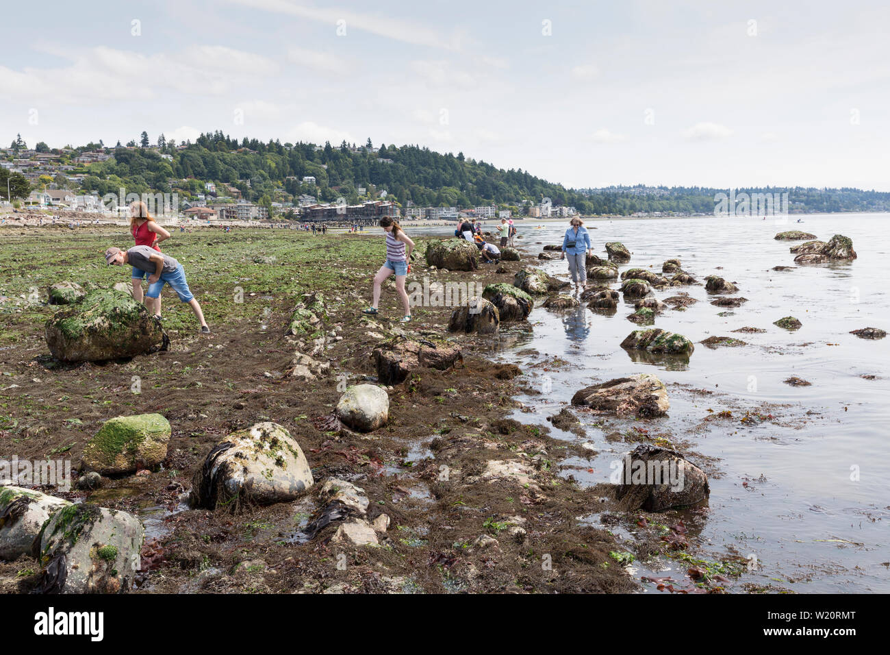 I visitatori possono esplorare il litorale esposto al Parco di costellazione durante un insolitamente bassa marea Giovedì, 4 luglio 2019 a Seattle, Washington. Maree ha raggiunto il più basso delle maree di l'anno a -3,4 piedi il mercoledì e il giovedì. Foto Stock