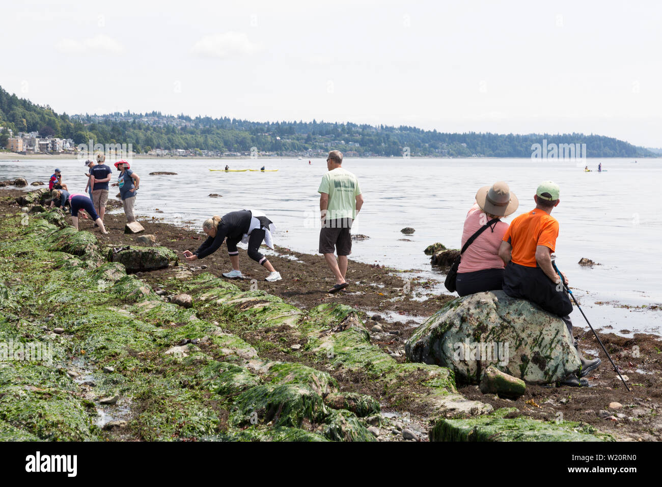 I visitatori possono esplorare il litorale esposto al Parco di costellazione durante un insolitamente bassa marea Giovedì, 4 luglio 2019 a Seattle, Washington. Maree ha raggiunto il più basso delle maree di l'anno a -3,4 piedi il mercoledì e il giovedì. Foto Stock