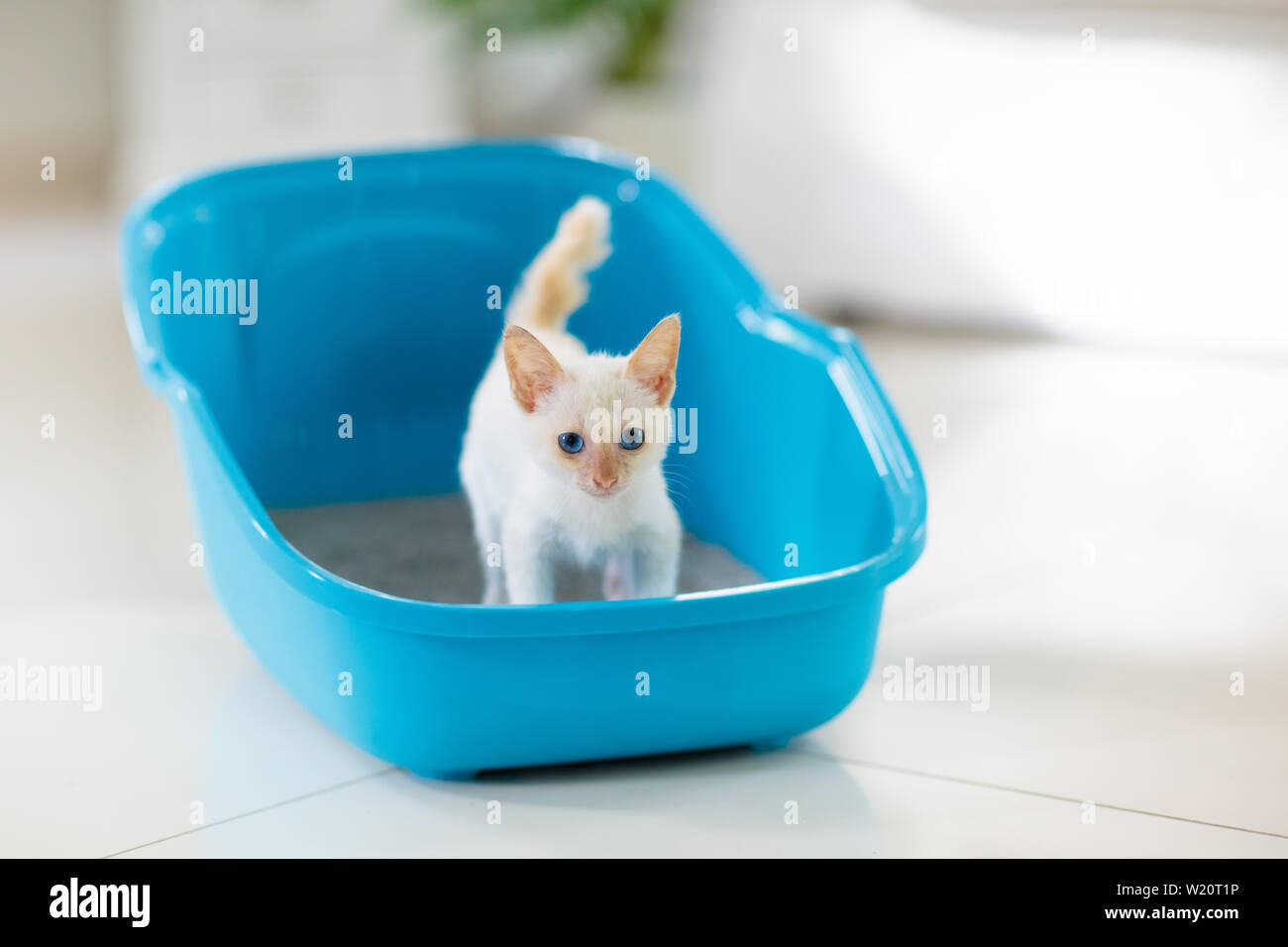 Gatto nella lettiera. Poco bianco gattino nel wc con riempimento di sabbia.  Home pet care e igiene. La formazione vasino per animale giovane. Litterbox per  gatti Foto stock - Alamy