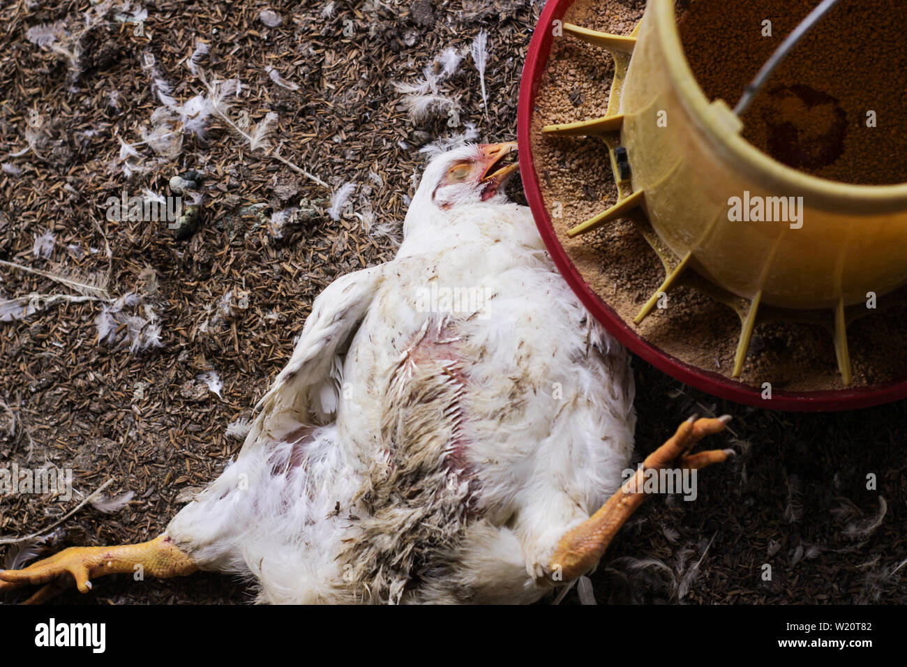 I polli sono morti in una fattoria di pollo Foto Stock