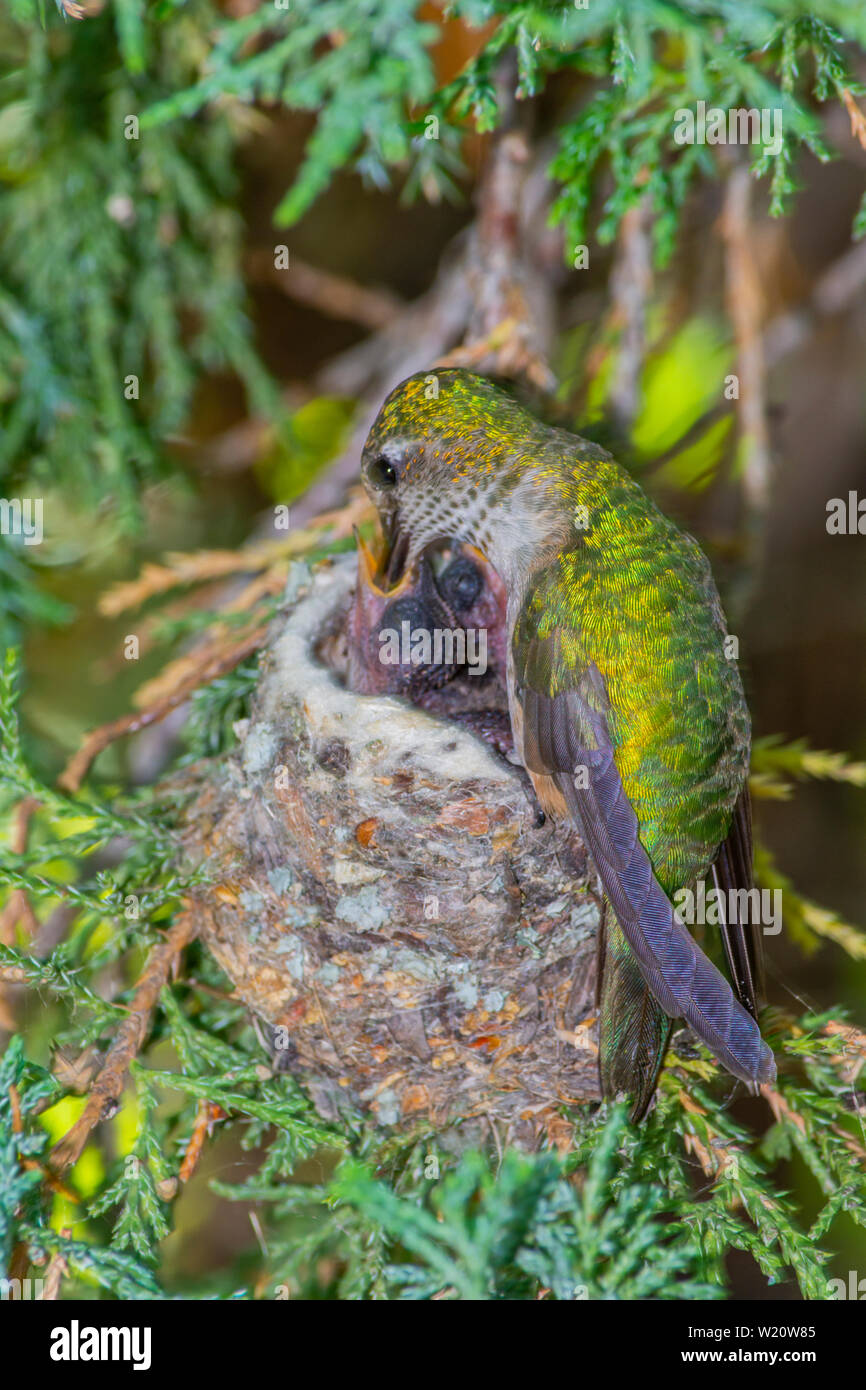 Ampio femmina-tailed Hummingbird (Selasphorus platycercus) alimenta i giovani nel nido di Rocky Mountain ginestra, Castle Rock Colorado US. Foto in luglio. Foto Stock
