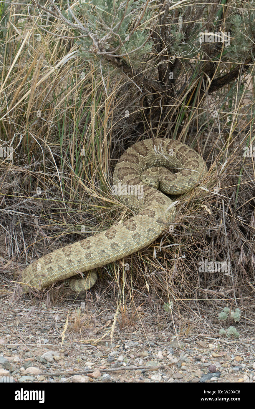 Prairie Rattlesnake (Crotalus viridis) avvolto e pronti a colpire. Montana Southwestern. Foto Stock