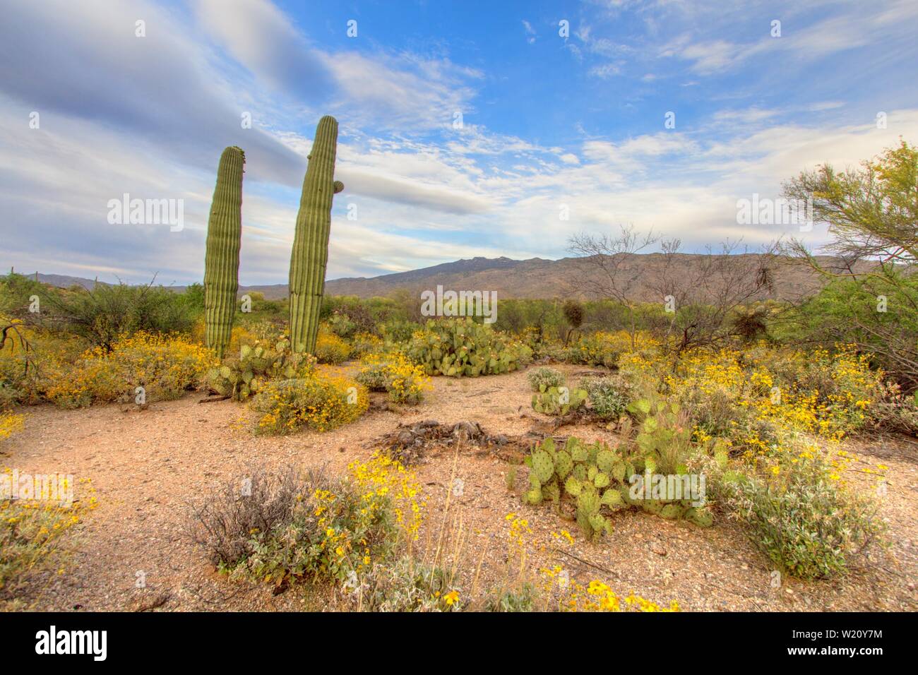 Cespuglio fragile e cactus Saguaro nella stagione primaverile al Parco Nazionale Saguaro a Tucson, Arizona. Foto Stock